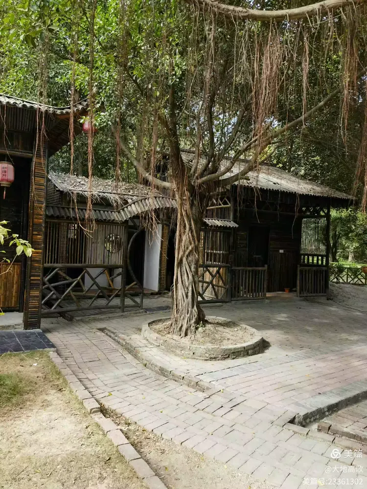 沙溪黄河宝树园203.12.10